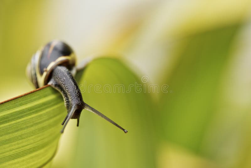 Closeup Snail on green Leaf in garden