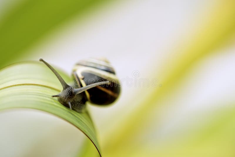Closeup Snail on green Leaf in garden
