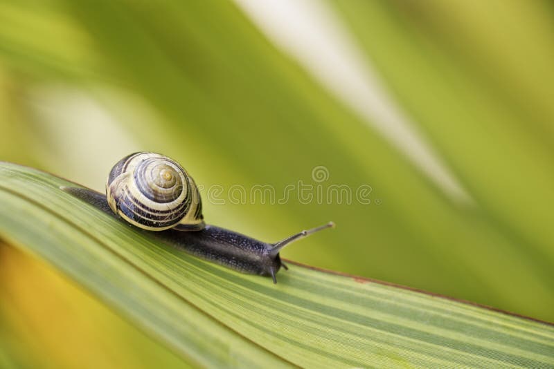 Closeup Snail on green Leaf in garden