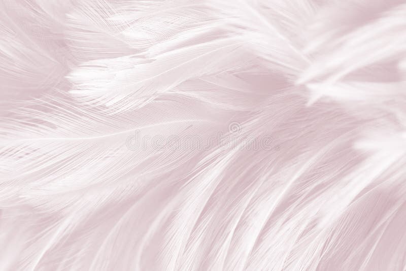 Closeup Pink Feathers Background Stock Image - Image of effortless,  concept: 183241295