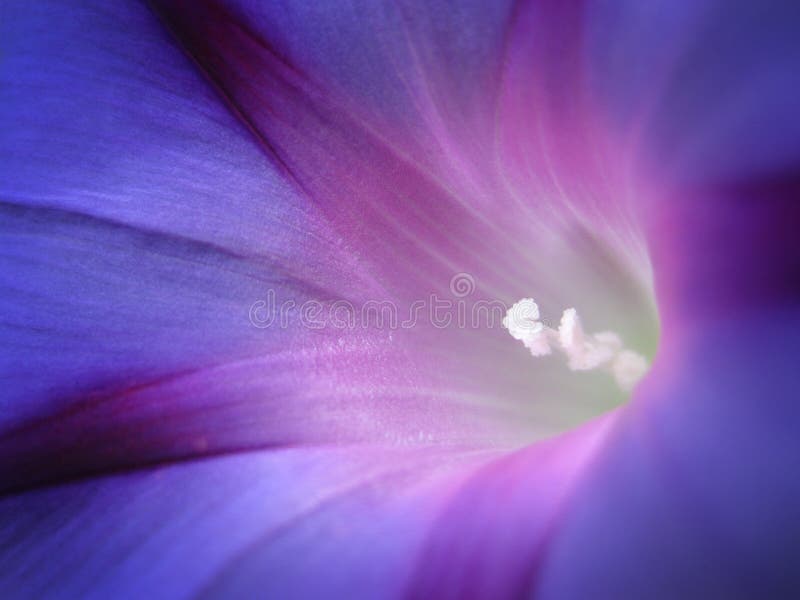 Closeup of Softly Illuminated Blue and Purple Morning Glory Flower
