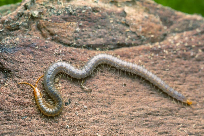 Soil centipede, Geophilus carpophagus on pine bark