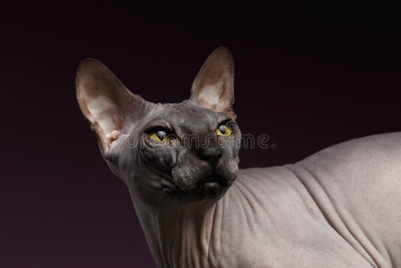 Closeup Sphynx Cat Looking Back On Purple Stock Photo Image of beautiful, naked 65248470