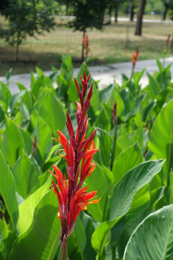 Closeup Red Spike Flower in Garden and Summer Floral Background Stock