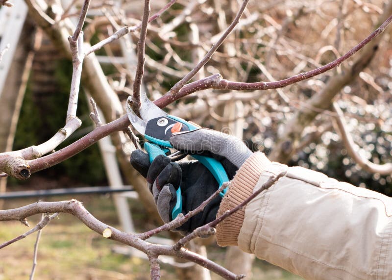 download free pruning fruit trees download free pruning fruit trees
