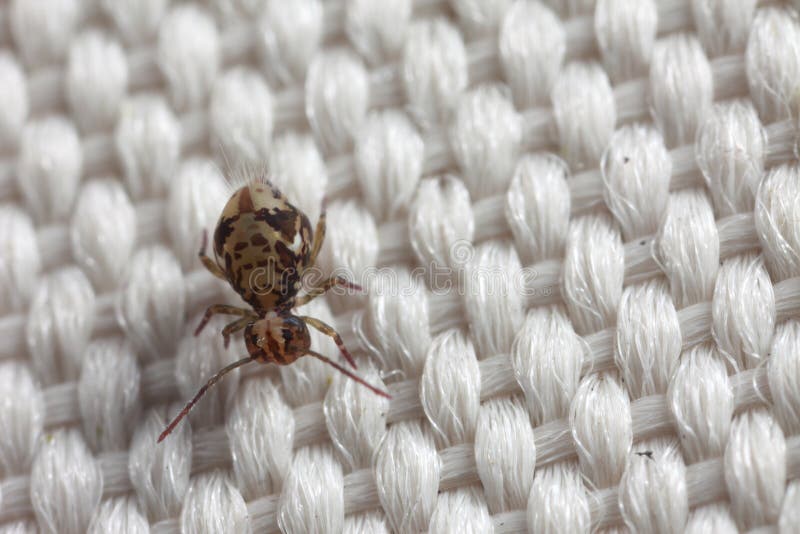 Closeup of springtail on fabric