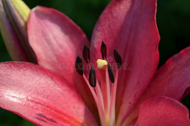 Closeup of the Stamen of Deep Pink Lily in Bloom Stock Photo Image of