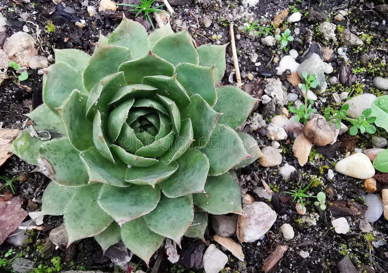 Closeup of Star Shaped Succulent in the Garden Stock Photo Image of