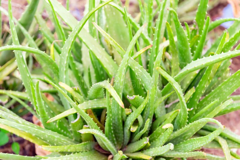 aloe plant stem aloe plant stem