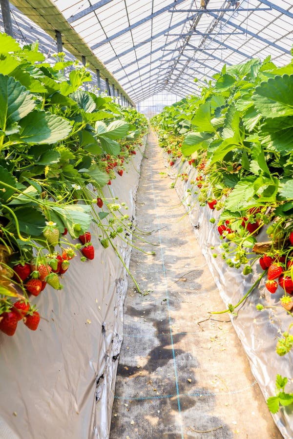 Strawberries Hanging In A Dutch Greenhouse Stock Image - Image of juicy