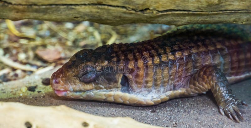 A closeup of a sudan plated lizard sleeping, reptile in brumation, tropical animal specie from Africa
