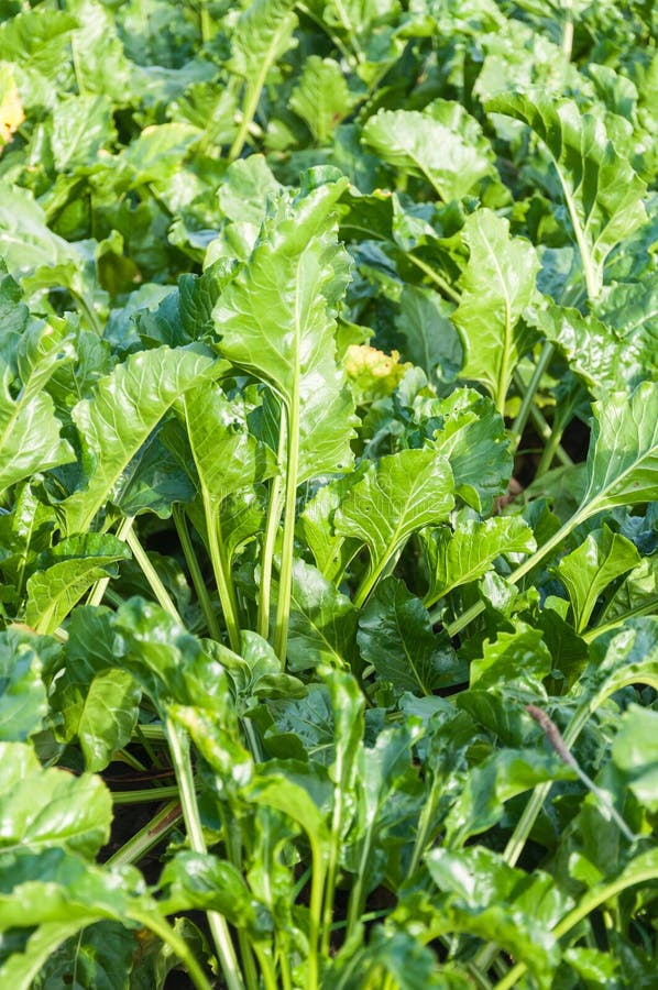 Closeup of sugar beet plants in the field royalty free stock image