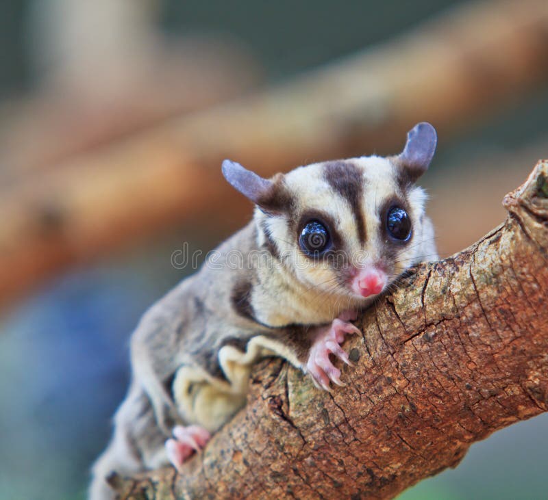 Closeup of Sugar Glider on the Tree Stock Photo Image of curious