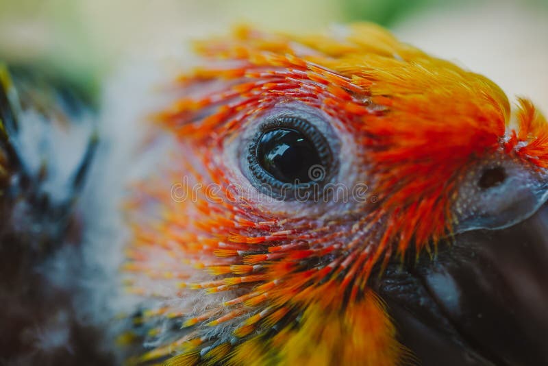 Closeup Sun Conure bird stock photography Closeup Sun Conure bird stock photography