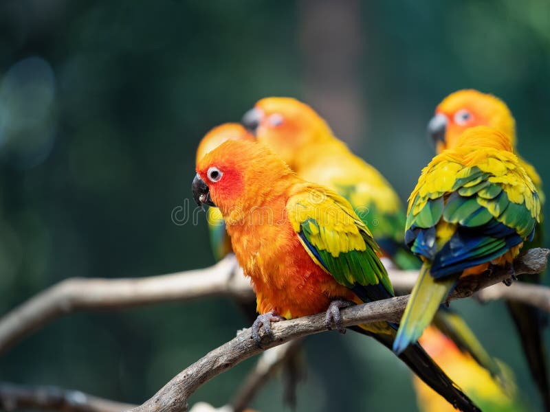Close up Sun Conure Parrot Perched on Branch Isolated on Background royalty free stock images Close up Sun Conure Parrot Perched on Branch Isolated on Background royalty free stock images