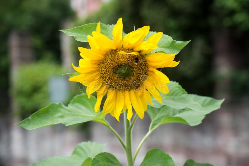 Sunflower and vegetable stock image. Image of golden 20377327