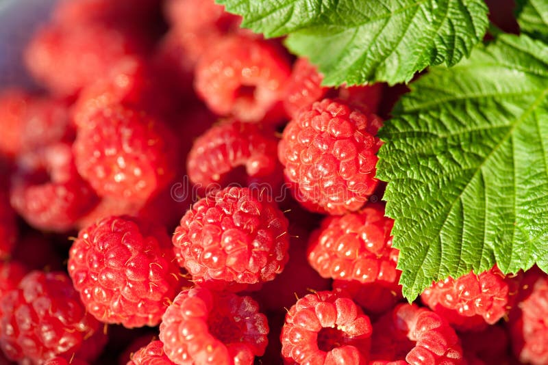 Closeup sweet raspberries