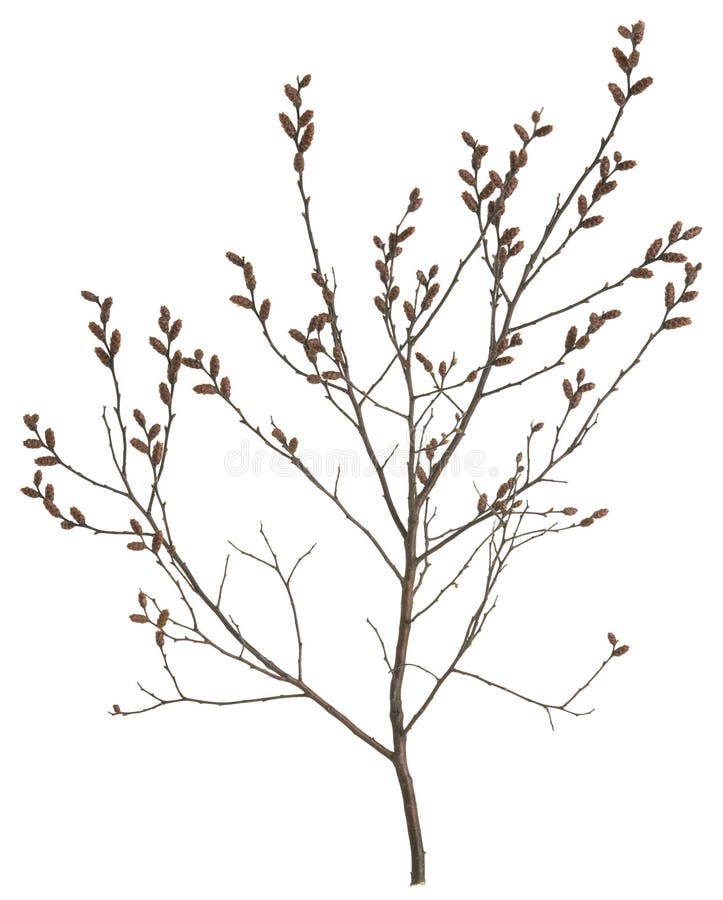 Closeup of sweetgale, Myrica gale isolated on white background. This plant belongs to the Myricaceae family.