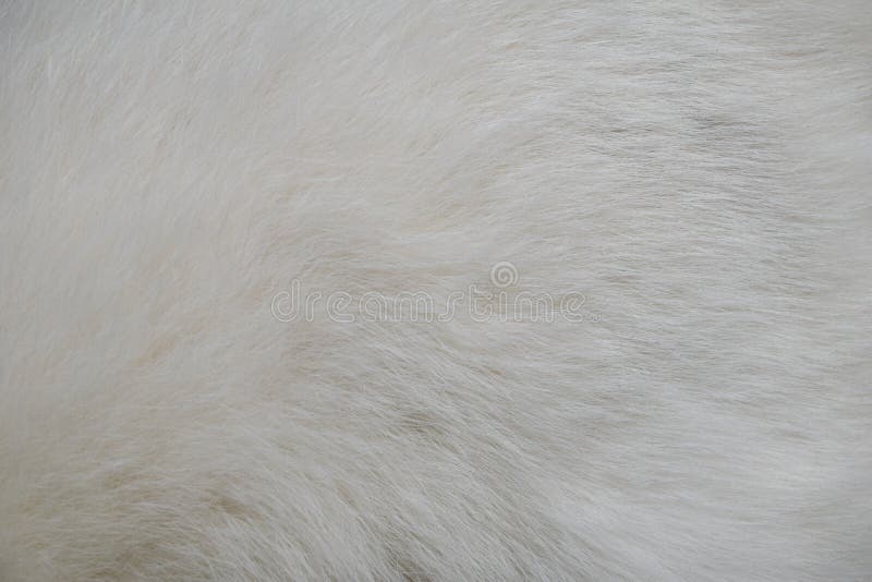 Closeup Texture of White Cat Fur Stock Image Image of portrait, wallpaper 73987491