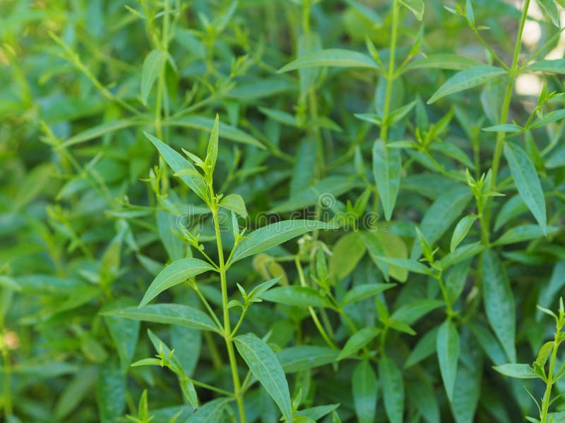 Thai Herbs King of Bitter Scientific Name Andrographis Paniculate Burm ...