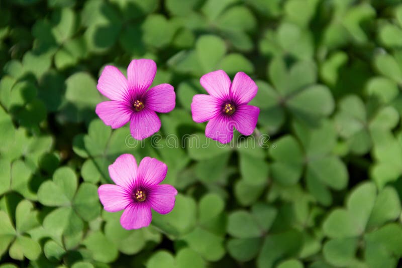 156 Oxalis Articulata Photos Free Royalty Free Stock Photos From Dreamstime 156 Oxalis Articulata Photos Free Royalty Free Stock Photos From Dreamstime