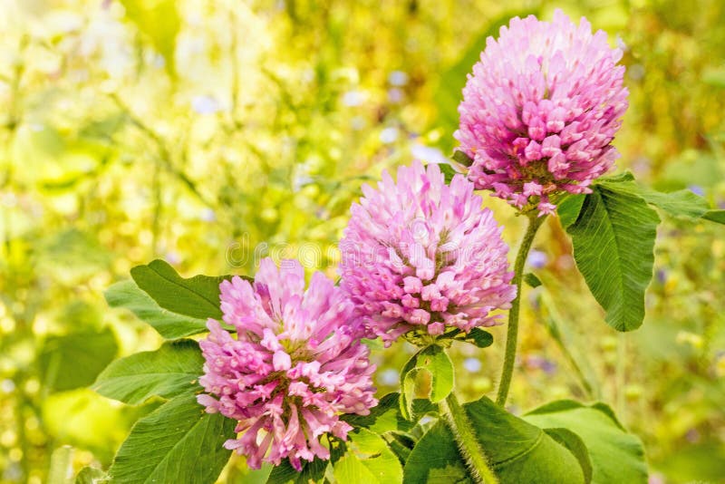 Closeup three red clover, Trifolium  pratense, native to fields, roadsides, disturbed areas, herbaceous species of flowering plant in bean family, rural New York Springtime. Closeup three red clover, Trifolium  pratense, native to fields, roadsides, disturbed areas, herbaceous species of flowering plant in bean family, rural New York Springtime