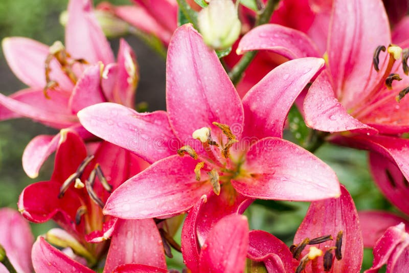 Closeup of Tiger Lily Flowers Stock Photo Image of fresh, single