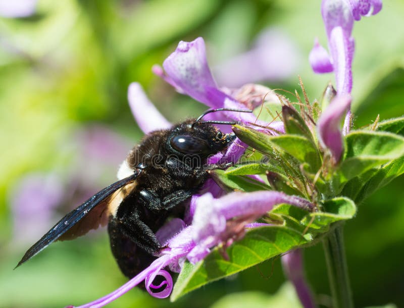 Closeup to a carpenter bee stock image. Image of aristata 40963029