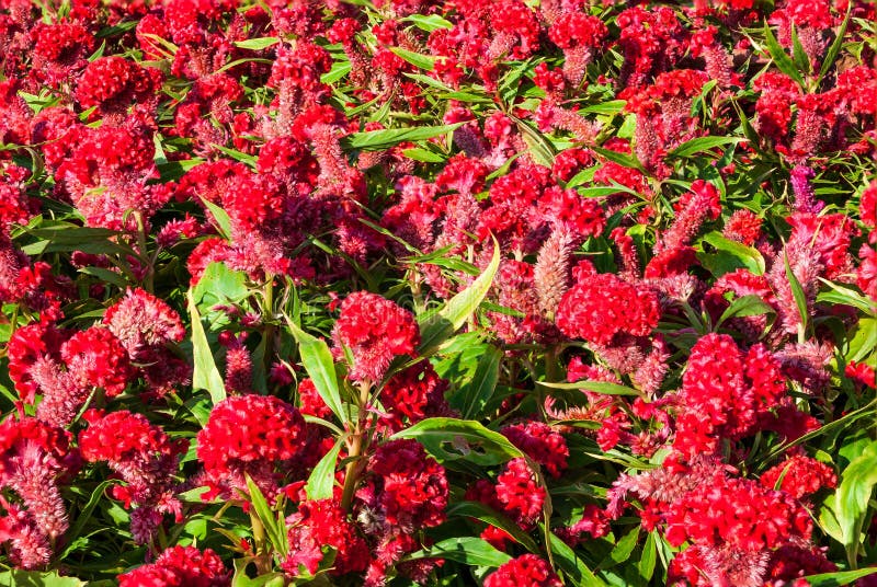 Closeup To Chinese Wool Flower, Celosia Argentea Stock Photo