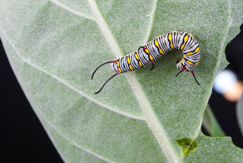 Closeup to Larva Plain Tiger Butterfly Caterpillar, Danaus Chrysippus stock photo Closeup to Larva Plain Tiger Butterfly Caterpillar, Danaus Chrysippus stock photo