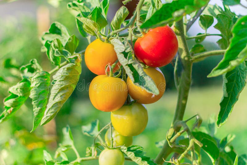 Closeup of tomatos growing in garden