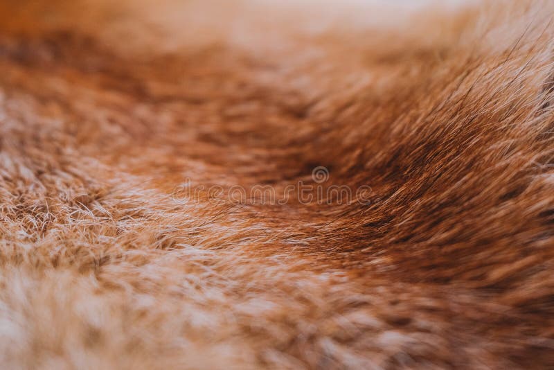Closeup Top View of Texture of Colorful Real Dead Animal Fur Stock Photo -  Image of material, furry: 135721004