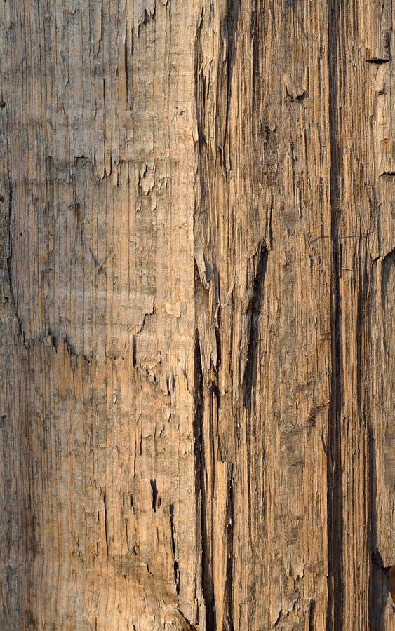 Closeup tree bark royalty free stock images