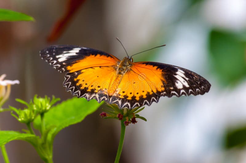 Closeup on tropical butterlfy