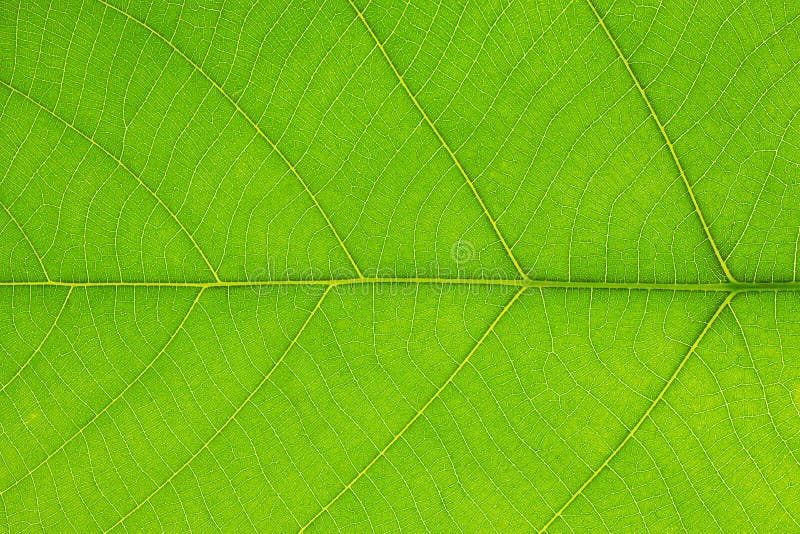 Closeup of Tropical Green Leaf with Skeleton Texture on White