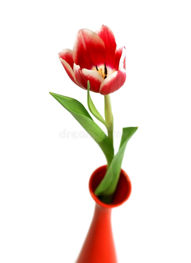 Closeup of Tulip in Vase Isolated on White Stock Photo Image of bloom