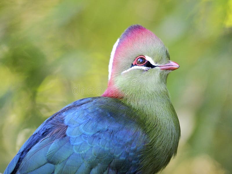 Closeup turaco of fischer