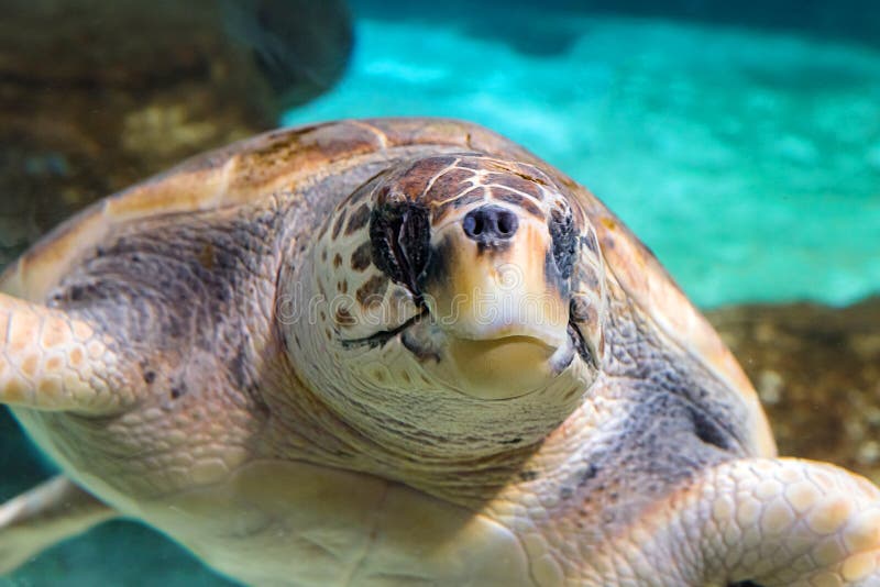 Closeup of turtle head stock photo. Image of surface 172276548