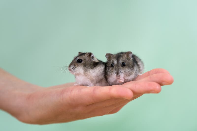 Hamsters esperanza de vida
