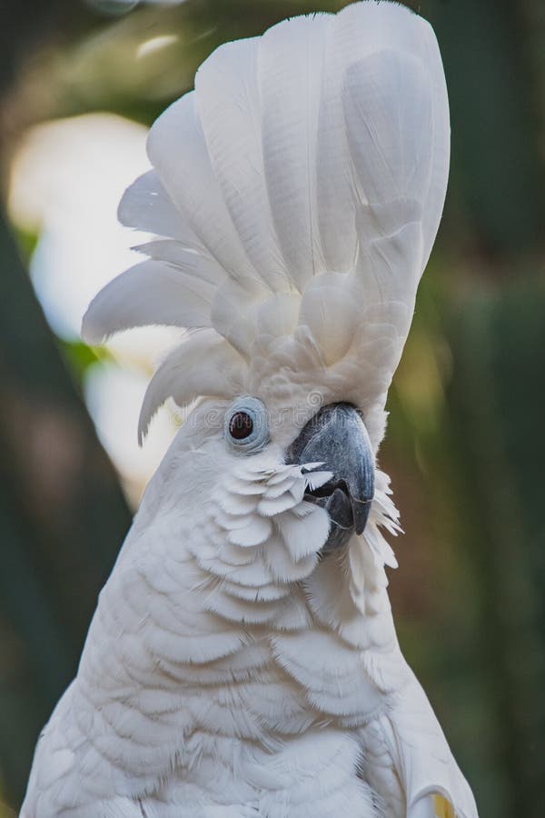 umbrella cockatoo price umbrella cockatoo price