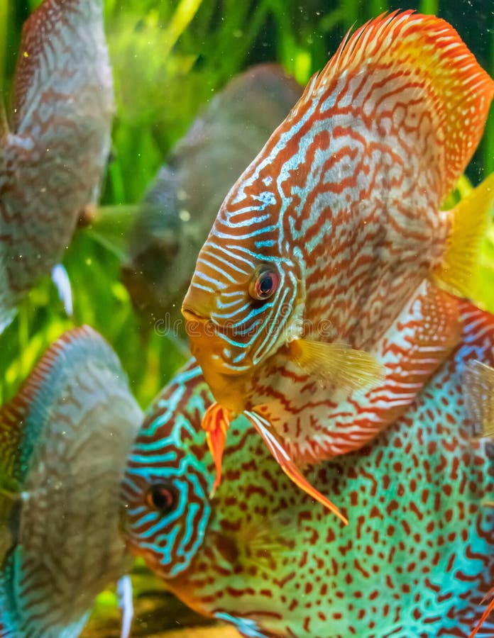 Closeup underwater shot of beautiful The Brown Discus fish