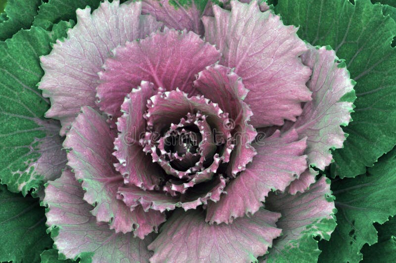 Closeup of Unharvested Pink Cabbage Stock Photo - Image of vegetable ...