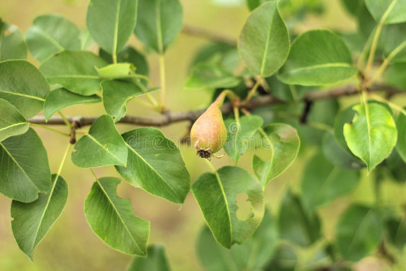 closeup of unripe pears on tree branch with green leaves during summer season. Fruit garden royalty free stock image closeup of unripe pears on tree branch with green leaves during summer season. Fruit garden royalty free stock image