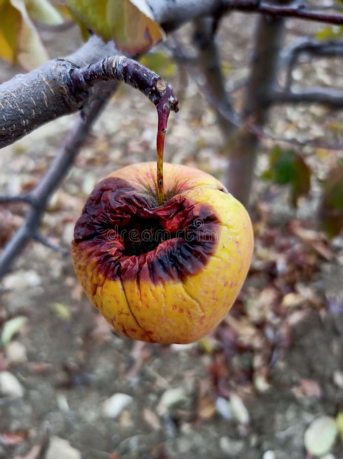 Closeup Vertical Shot of a Damaged App Hanging from a Tree Branch Stock