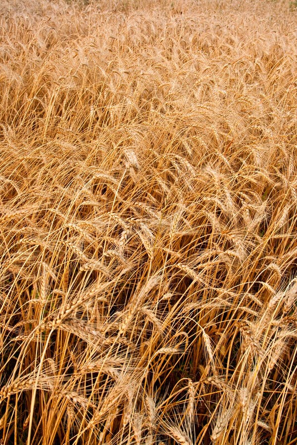 Closeup vertical wheat field royalty free stock photography Closeup vertical wheat field royalty free stock photography
