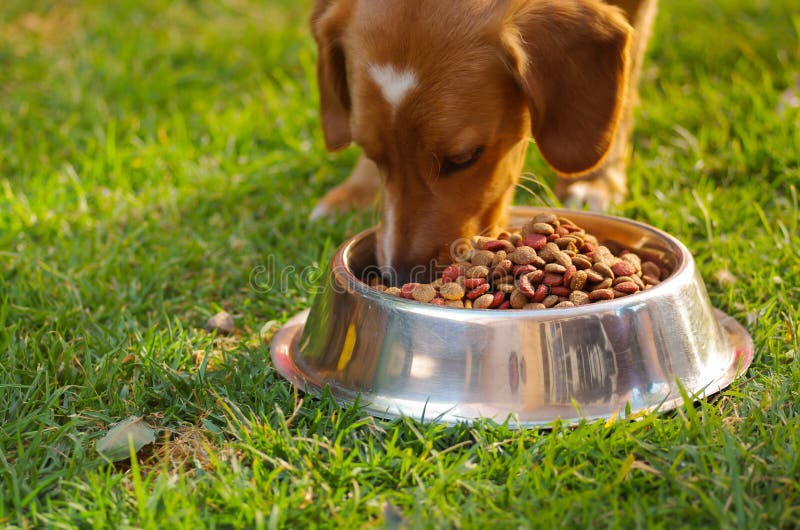 Closeup very cute mixed breed dog eating from metal bowl with fresh crunchy food sitting on green grass, animal royalty free stock images Closeup very cute mixed breed dog eating from metal bowl with fresh crunchy food sitting on green grass, animal royalty free stock images