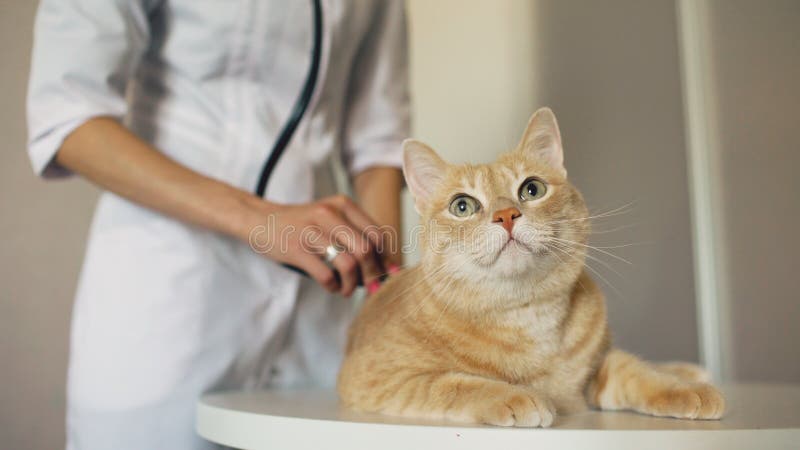 Closeup of Veterinarian woman with stethoscope examining cat in the medical vet office