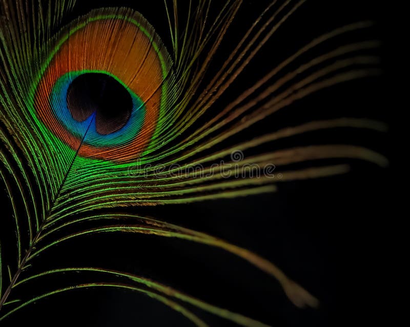 Closeup of Vibrant Colourful Peacock Feather Over a Black Background Stock  Image - Image of circle, decor: 226536667