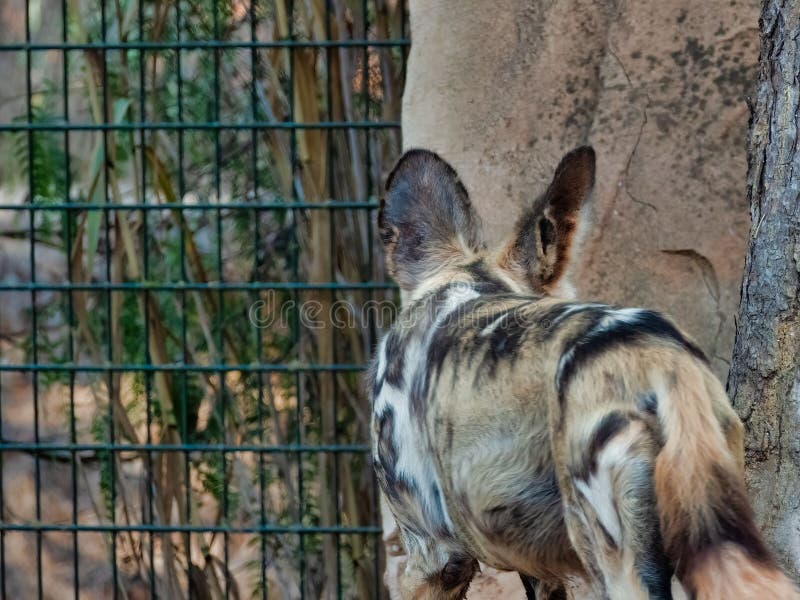 Closeup View of an African Wild Dog in a Zoo Stock Image Image of