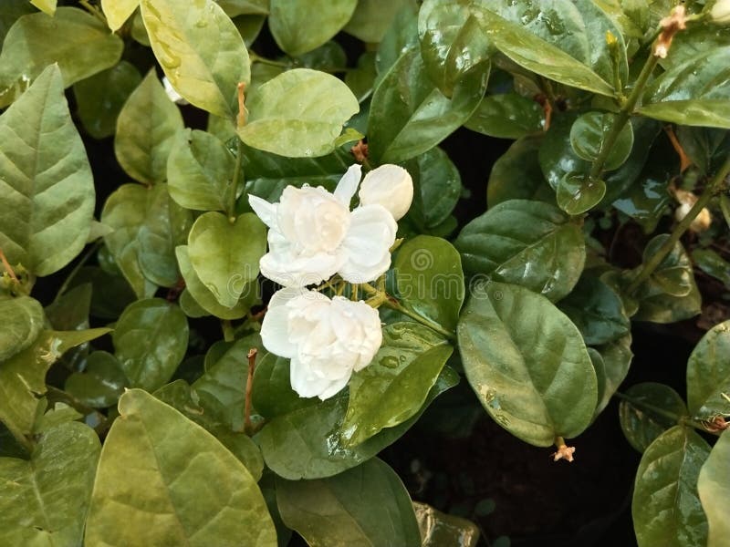Closeup View of Arabian Jasmine Plant Stock Photo Image of natural